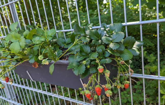 Wirkstatt Nachhaltigkeit – Mehr (Schüler*innnen-)Partizipation wagen? Aber sicher!